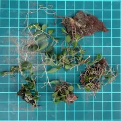 マメヅタラン 着生ラン 原種のサムネイル