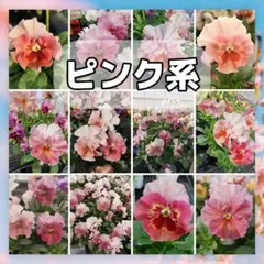 フリルパンジー ピンク系 の種 50粒以上～のサムネイル
