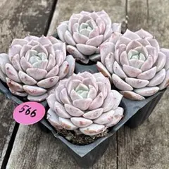 2026年最新】多肉 抜き苗 セットの人気アイテム - メルカリ