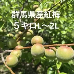 群馬県産　紅梅　明日収穫 5キロ L〜2Lのサムネイル