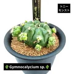 2025年最新】綴化サボテンの人気アイテム - メルカリ