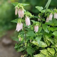 ねこねこねこ様 リクエスト 2点 まとめ商品