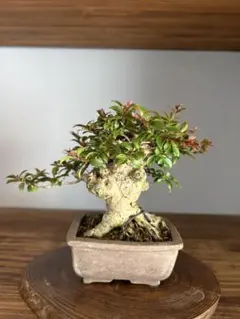 樹高12㎝ 極太！庭藤 岩藤 小品 盆栽 真柏 黒松 五葉松 紫陽花 薔薇