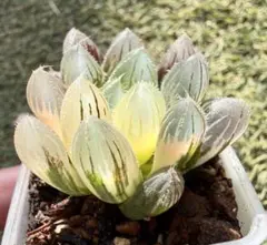 2026年最新】ハオルチア 錦の人気アイテム - メルカリ