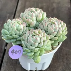 2026年最新】エケベリアセットの人気アイテム - メルカリ