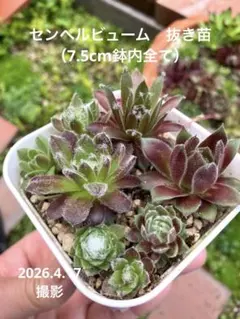 カッシ様 リクエスト 3点 まとめ商品