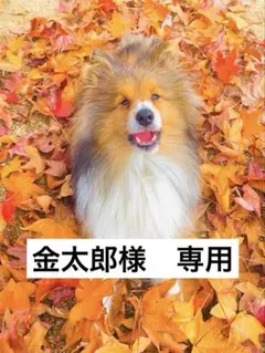 金太郎様専用　クラフトバンド かご　パグのトレペケースと小物入れ