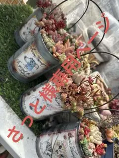 多肉植物☆リメ缶寄せ植え4点セットプラス1点