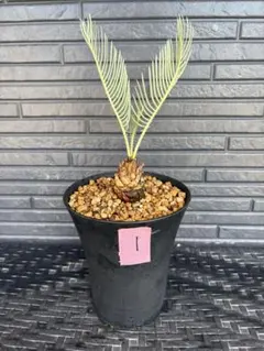 8 サイカス カイルンシアナ 赤肌 オーストラリア産 ブルー葉 - メルカリ