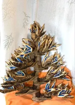 75 旅人の木 11房 今季物 逸品 宮古島産 2026年最新】旅人の木の人気アイテム - メルカリ