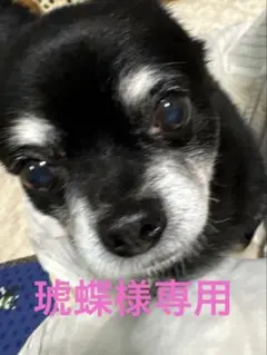 琥蝶様専用　天然石アクアカルセドニーx天然パステルカラーシェルチャーム　他1点