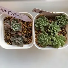 [希少]ラブリーボンボン　５番　カット　多肉　ゆうパケットポスト又はmini発送 2025年最新】チェリーボンボン多肉の人気アイテム - メルカリ