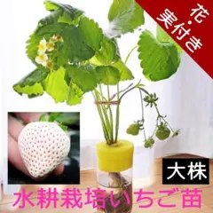 白いちご苗 希少イチゴ苗 花/実付き 大株 水耕栽培 根張り良好 土栽培可能