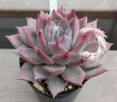 mi様 リクエスト 3点 まとめ商品