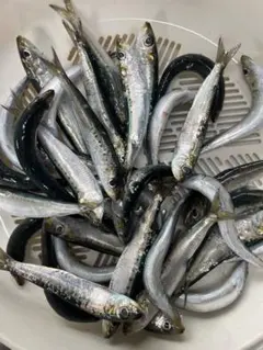 【天草産】冷凍イワシ5キロペット用／犬猫生食・釣り餌用 無添加」