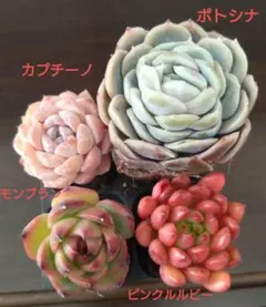 くるる様 リクエスト 4点 まとめ商品