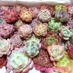 g84多肉植物エケベリア〈カット苗〉☆寄植えMIX☆