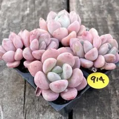 うずら様 リクエスト 2点 まとめ商品