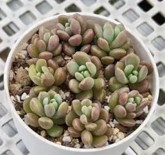 らびっと♡なな様 リクエスト 2点 まとめ商品