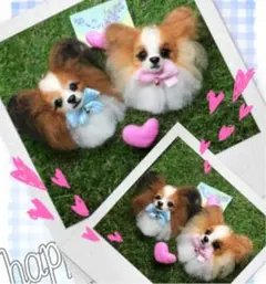 ひよこ様　犬　パピヨン羊毛フェルトストラップ