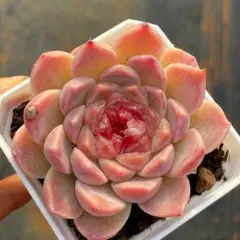 Top【選抜株】多肉植物　7406アイスキング　10個　鉢無し/脱土 Top【選抜株】多肉植物 7406アイスキング 10個 鉢無し/脱土 - メルカリ