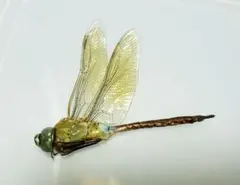 2026年最新】ギンヤンマの人気アイテム - メルカリ