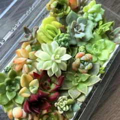 NEW❗️【レア種】紫姫　女雛錦大苗入り　多肉植物詰め合わせ　カット苗多肉弁当❣️のサムネイル