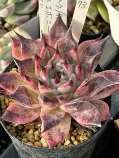 kucoco様 リクエスト 2点 まとめ商品