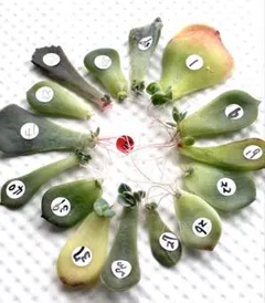 【葉挿しっこ】多肉植物　韓国苗☆１５種アソートセット⑤