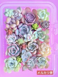 2025年最新】多肉ラブリーローズの人気アイテム - メルカリ