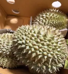 ドリアン 訳あり品 訳あり品 10kg 佐川冷蔵発送 - メルカリ