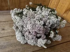 ゴマ様 リクエスト 4点 まとめ商品