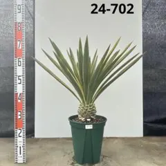2026年最新】ユッカ グロリオサ バリエガータの人気アイテム - メルカリ