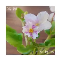 2026年最新】セントポーリア苗の人気アイテム - メルカリ