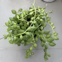 多肉植物 ペンデンス 抜き苗 - メルカリ