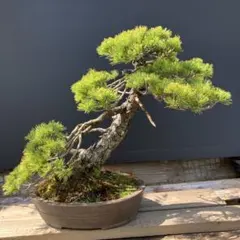 プンゲンストウヒ グロボーサ 大型鉢植え 苗 - メルカリ