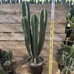 売り切越冬済 柱サボテン 鬼面角 発根 ドライガーデン ロストラータ