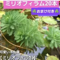 2026年最新】アナカリスの人気アイテム - メルカリ
