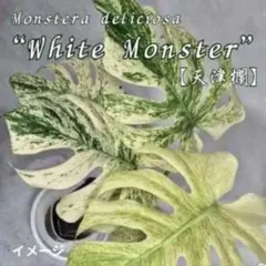 m*⭐様 斑入りモンステラ Monstera 天津欄 ホワイトモンスターのサムネイル