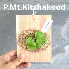 [스태그혼 펀] 키차 쿨 P.MT.키타푸드 (보드 포함)