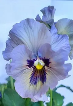 2025年最新】ビオラ レディの人気アイテム - メルカリ