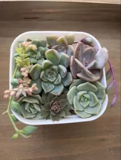 多肉植物カット苗抜き苗寄せ植えセット