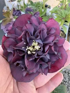 まりりん様 リクエスト 2点 まとめ商品