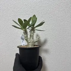 パキポディウム イノピナツム 実生 塊根植物 コーデックス 珍奇植物