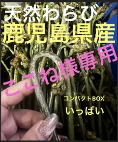 ここね様専用 わらび ワラビ