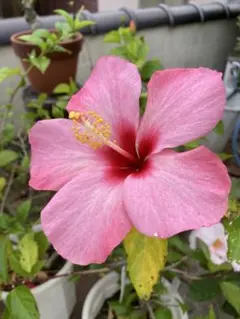 VivitixGirisハローキティ シャープペンシルハイビスカス柄 2000年