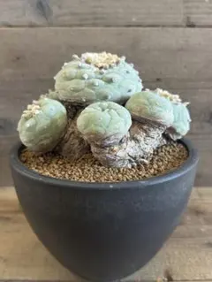 2025年最新】翠冠玉の人気アイテム - メルカリ