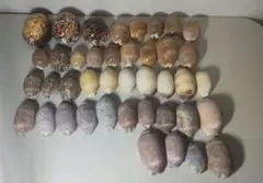 貝殻⑦ タカラガイ41個セット