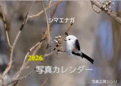 シマエナガ　オリジナル写真カレンダー2026年（見開きA4)