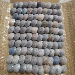 (8)ながらみ貝殻！１００個！約３㌢前後❣